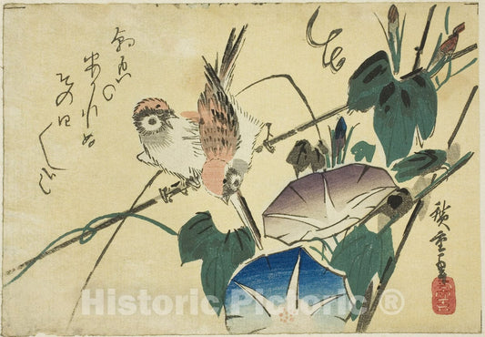 Art Print : Sparrows and morning glories, Utagawa Hiroshige, c 1954, Vintage Wall Decor :