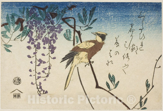 Art Print : Black-naped oriole and wisteria, Utagawa Hiroshige, c 1961, Vintage Wall Decor :