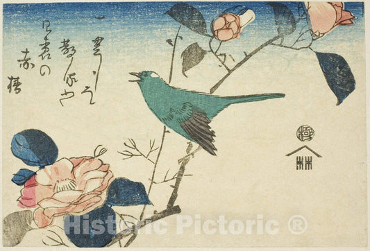 Art Print : Bush warbler and camellia, Utagawa Hiroshige, c 1959, Vintage Wall Decor :