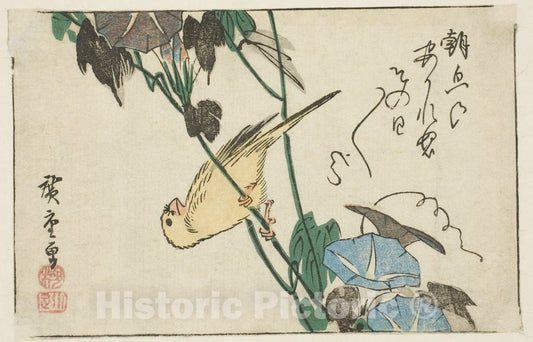 Art Print : Canary and morning glories, Utagawa Hiroshige, c 1805, Vintage Wall Decor :