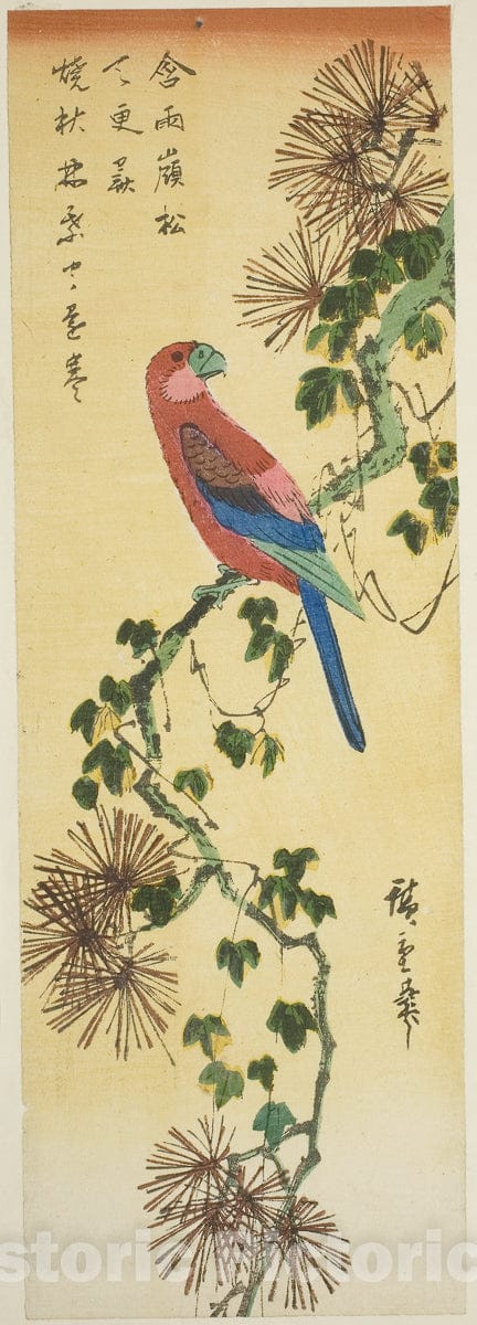 Art Print : Macaw on ivy-covered pine branch, Utagawa Hiroshige, c 1837, Vintage Wall Decor :