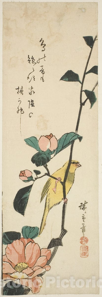 Art Print : Canary and camellias, Utagawa Hiroshige, c 1776, Vintage Wall Decor :