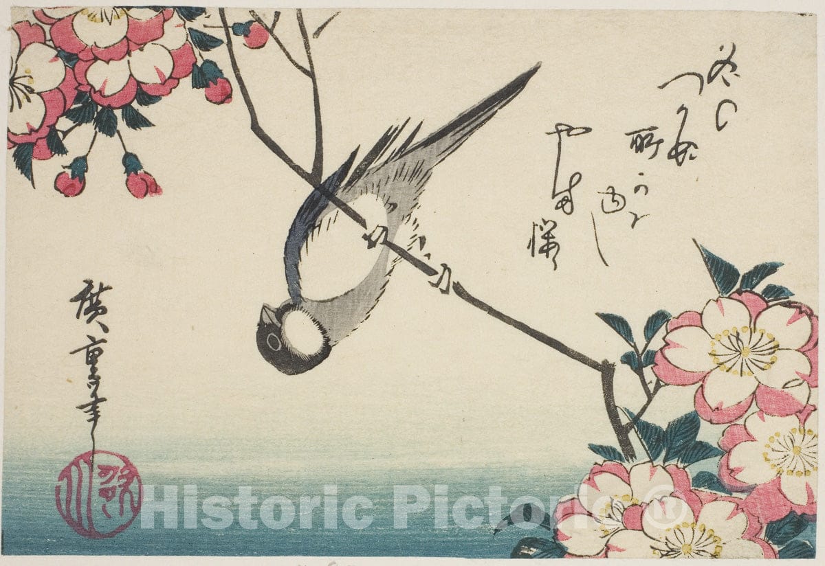 Art Print : Great tit on cherry blossom branch, Utagawa Hiroshige, c 1861, Vintage Wall Decor :