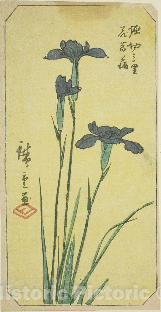 Art Print : Iris at Horikiri Village (Horikiri no sato hanashobu), section of a sheet , Utagawa Hiroshige, c 1852, Vintage Wall Decor :