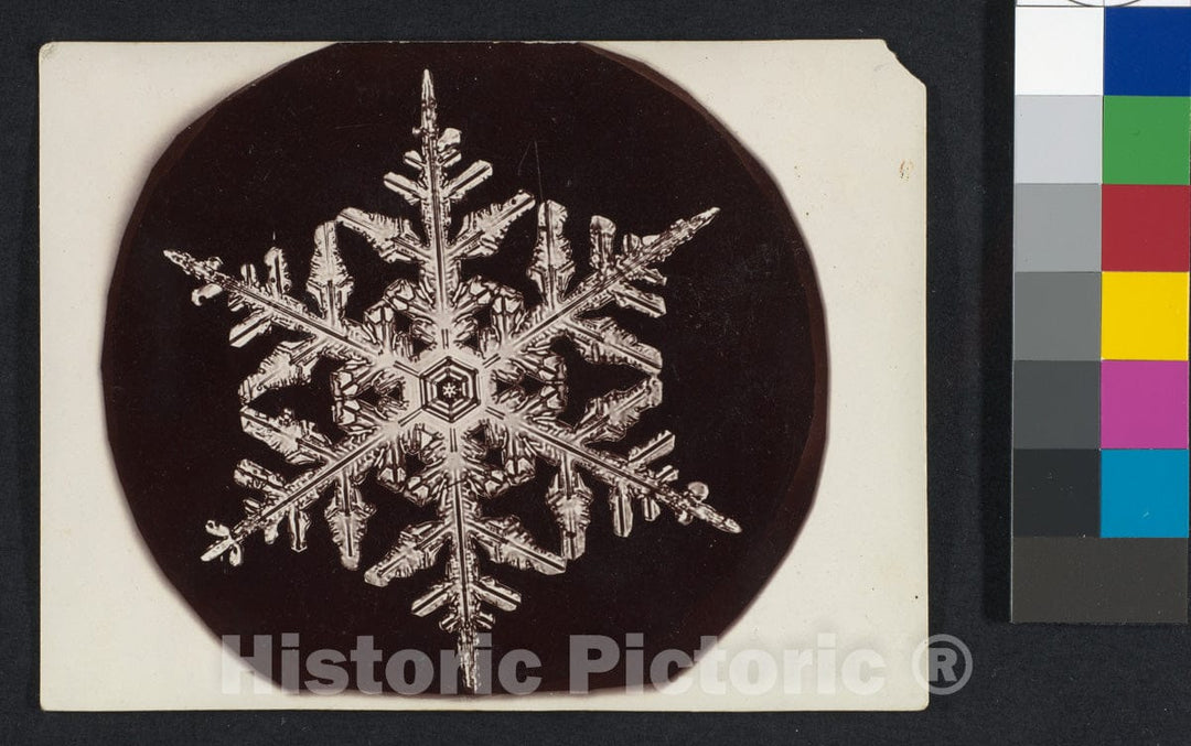 Photo Print : Wilson Alwyn Bentley - Snow Crystal - 406818 : Vintage Wall Art