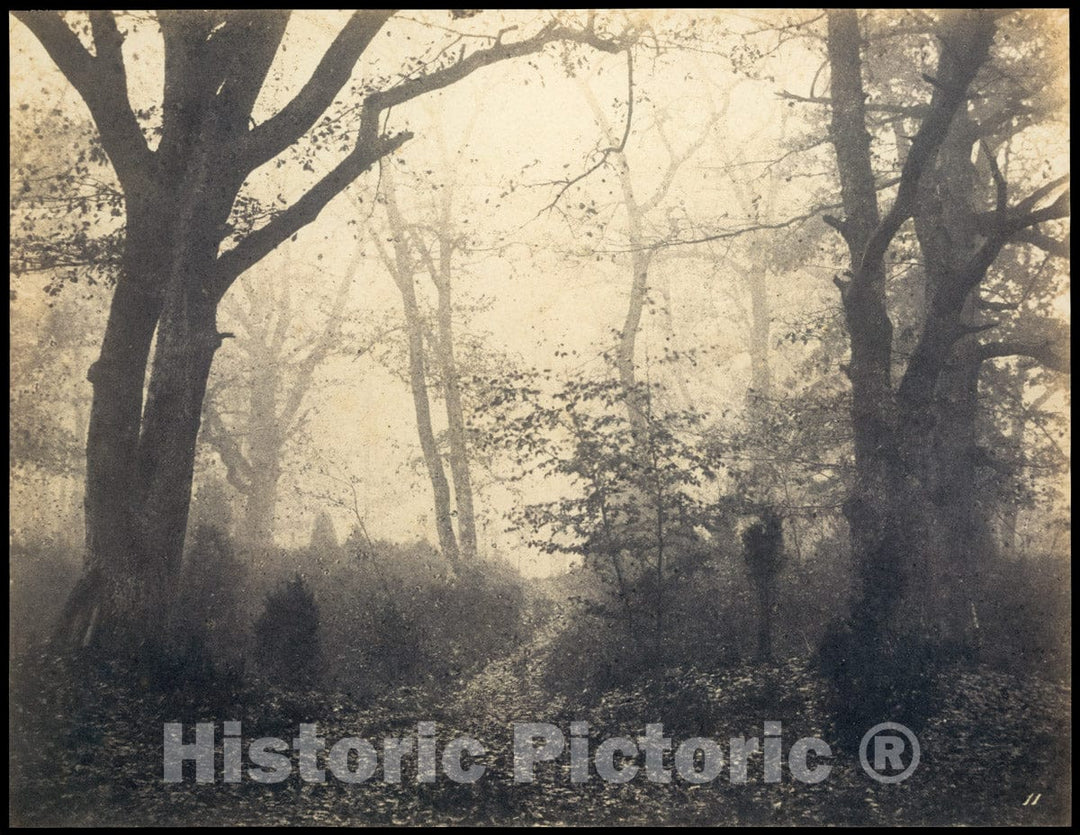 Photo Print : Eugène Cuvelier - Fontainebleau Forest 2 : Vintage Wall Art