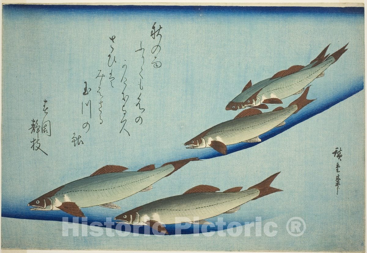 Art Print : River trout, Utagawa Hiroshige, c 1842, Vintage Wall Decor :