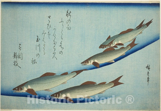 Art Print : River trout, Utagawa Hiroshige, c 1842, Vintage Wall Decor :