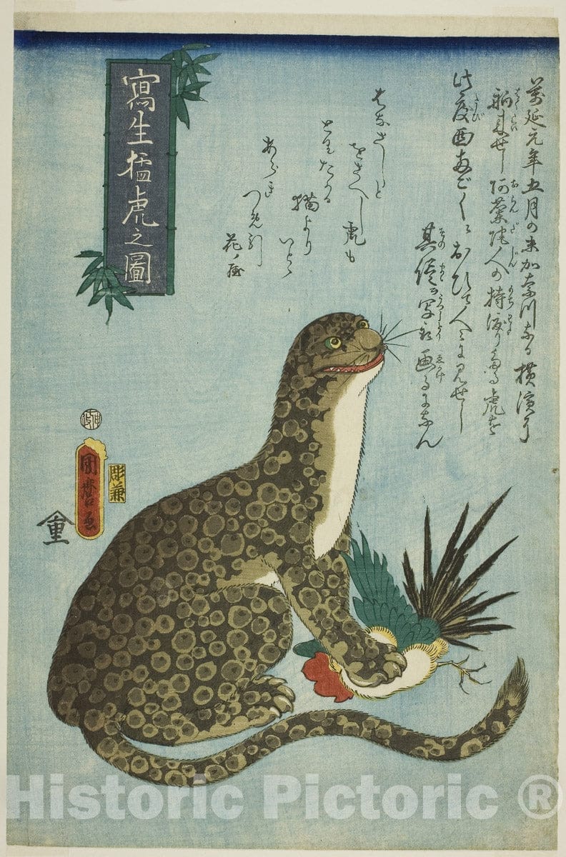 Art Print : Picture of a Ferocious Tiger Drawn from Life (Shasei moko no zu), Utagawa Kunimaro I, c 1805, Vintage Wall Decor :