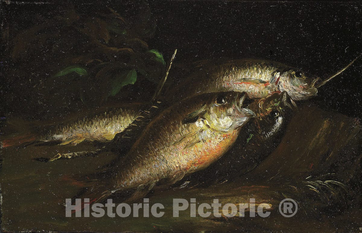 Art Print : Fish, Shepard Alonzo Mount, c 1544, Vintage Wall Decor :