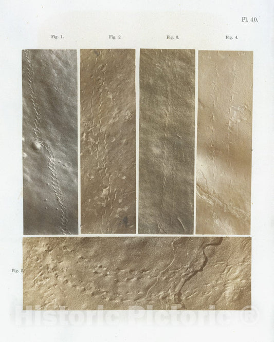 Art Print : James Deane - Ichnographs from The Sandstone of Connecticut River : Vintage Wall Art