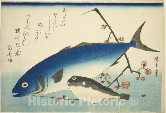 Art Print : Yellowtail, blowfish, and plum branch, Utagawa Hiroshige, c 1858, Vintage Wall Decor :