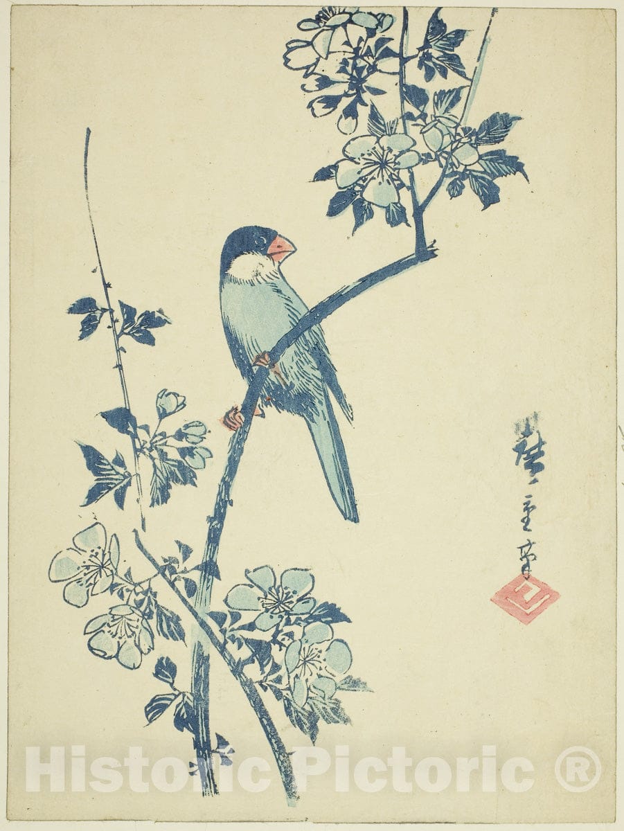 Art Print : Java sparrow on cherry branch, Utagawa Hiroshige, c 1765, Vintage Wall Decor :