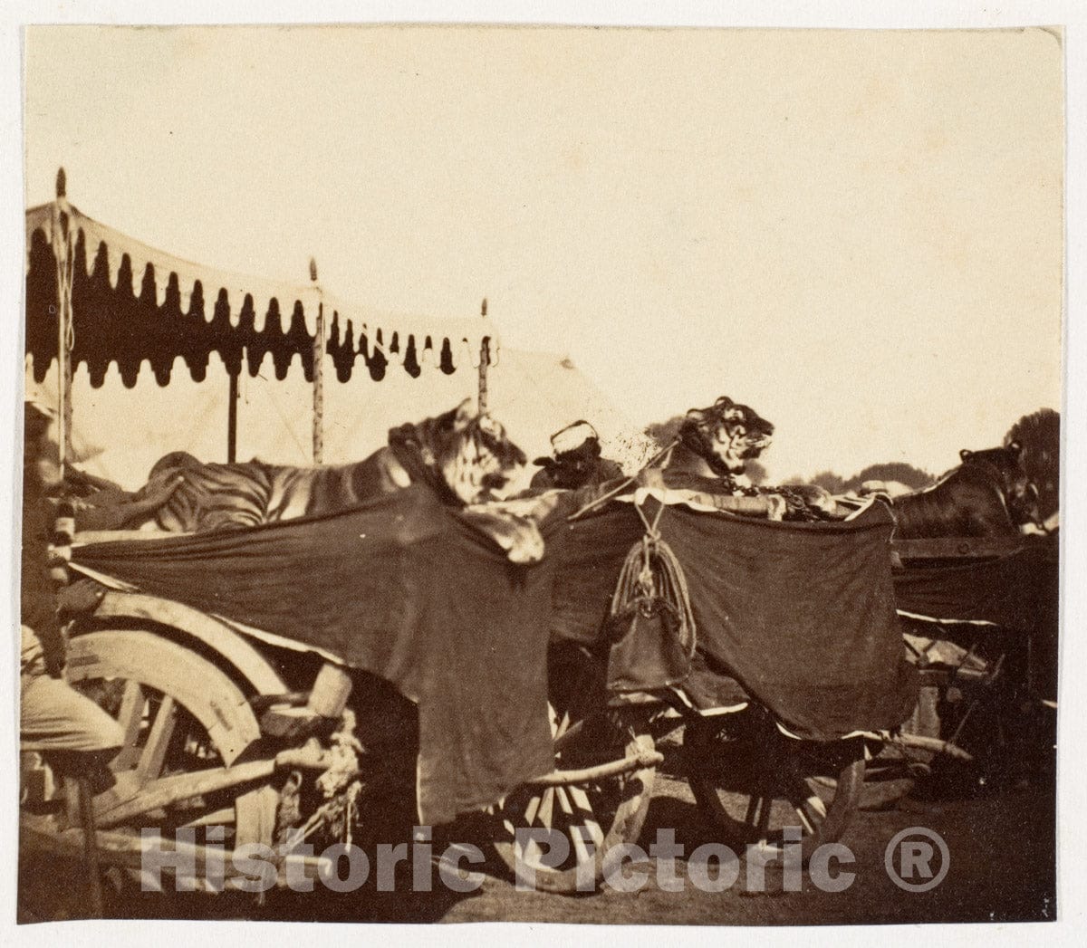 Photo Print : Tigers Presented to The Countess Canning at Agra 2 : Vintage Wall Art