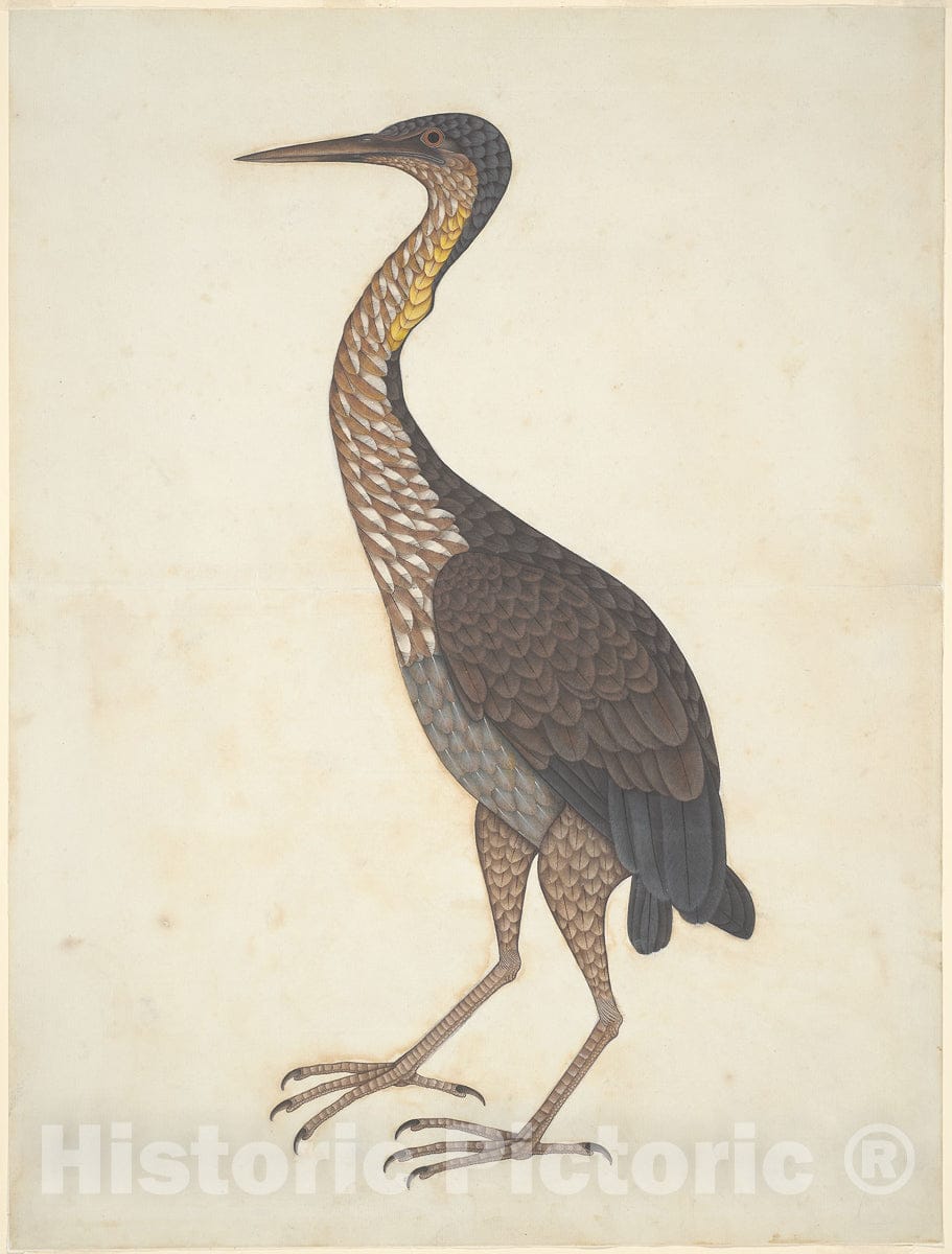 Art Print : Purple Heron (Ardea purpurea), c 1880, Vintage Wall Decor :
