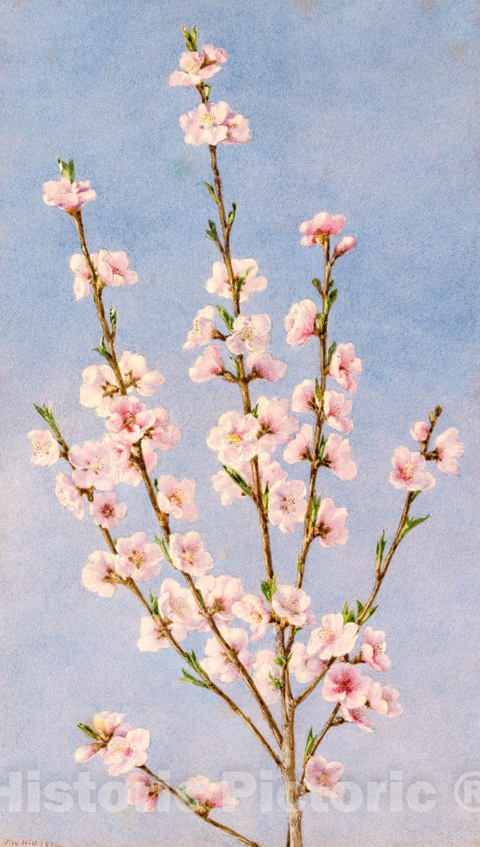 Art Print : John William Hill - Peach Blossoms : Vintage Wall Art