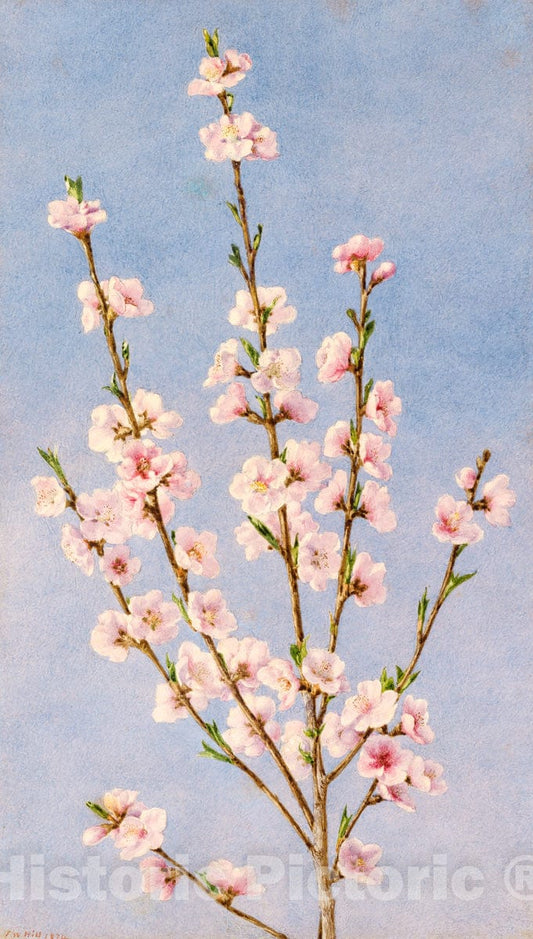 Art Print : John William Hill - Peach Blossoms : Vintage Wall Art