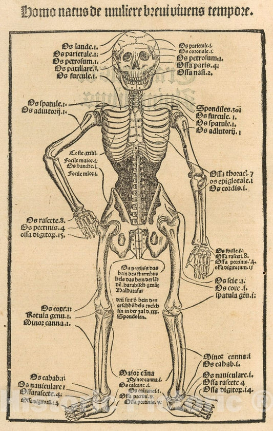 Art Print : Johann Prüss the Elder - Ortus Sanitatis, De herbis et plantis, De Animalibus  reptilibus: Vintage Wall Art