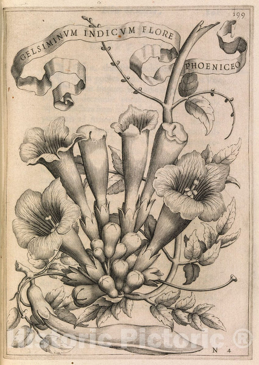 Art Print : Giovanni Battista Ferrari - De Florum Cultura. Rome, 1633 : Vintage Wall Art