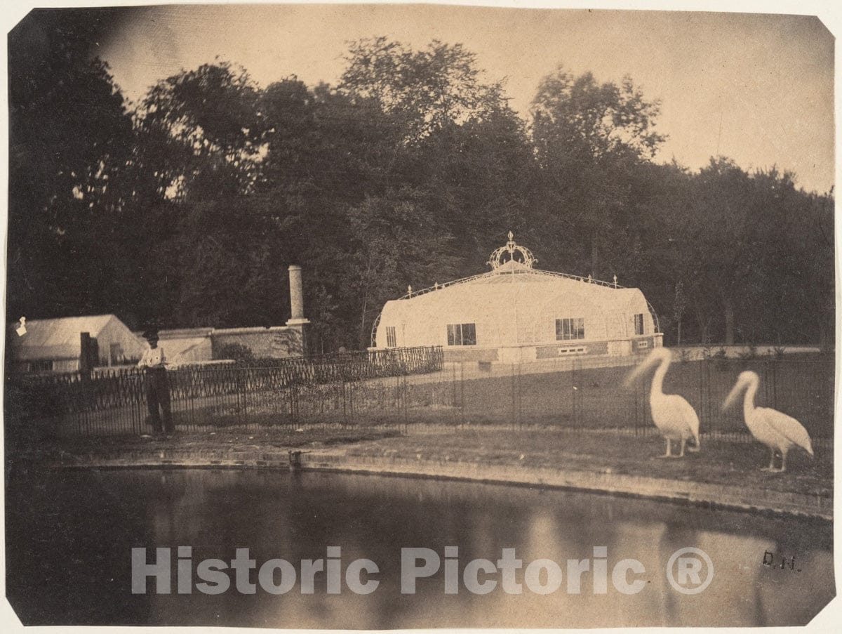 Photo Print : Louis-Pierre-Théophile Dubois de Nehaut - The Pelicans and Greenhouses, Zoological Gardens, Brussels : Vintage Wall Art