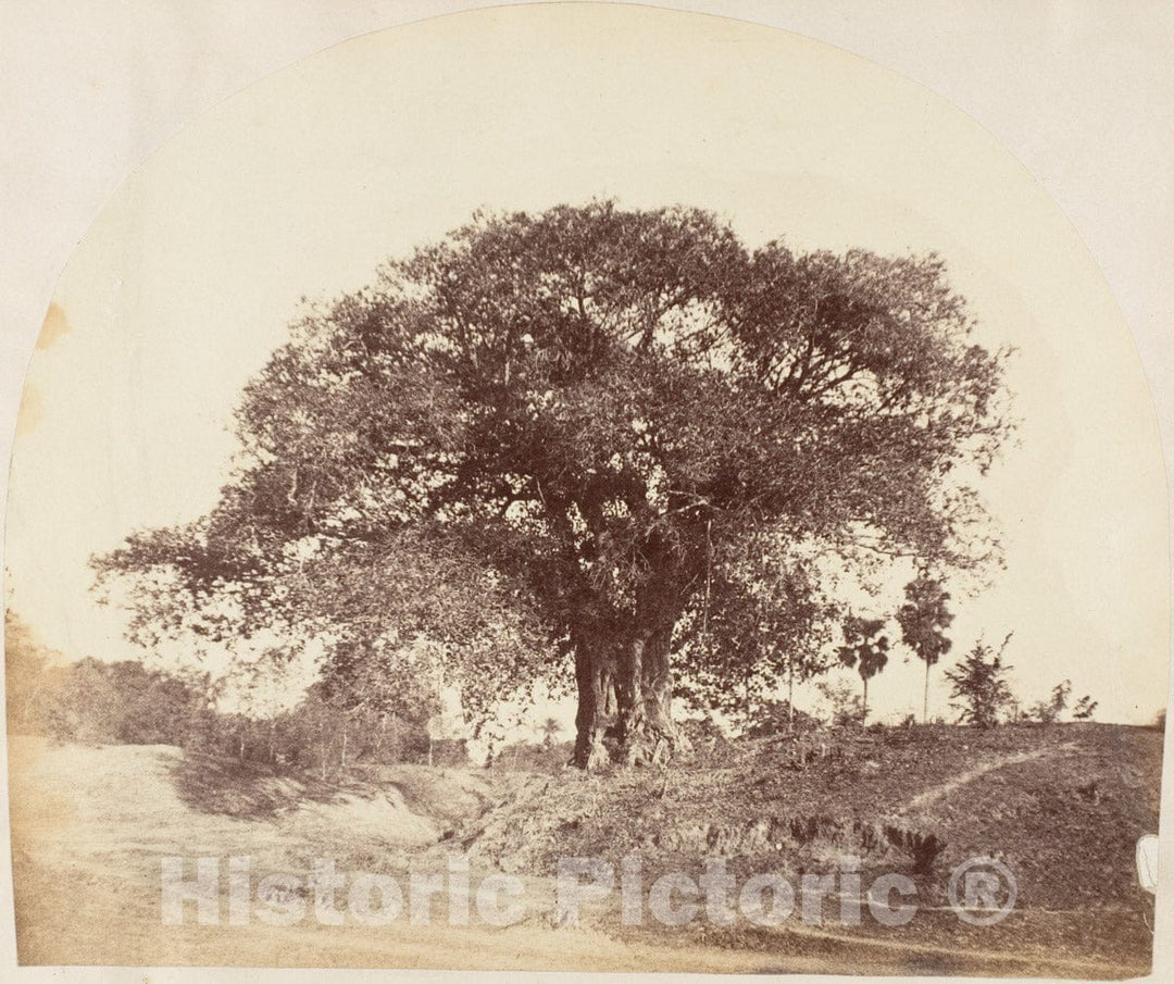 Photo Print : Captain R. B. Hill - Banian Tree : Vintage Wall Art