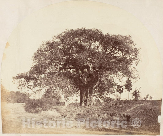 Photo Print : Captain R. B. Hill - Banian Tree : Vintage Wall Art