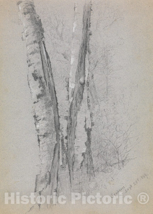 Art Print : Jervis McEntee - Study of Birch Trunks (Scribners') : Vintage Wall Art