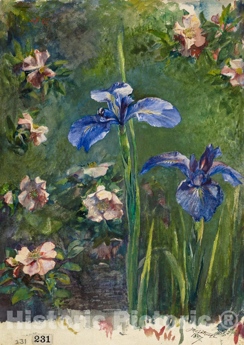 Art Print : John La Farge - Wild Roses and Irises : Vintage Wall Art