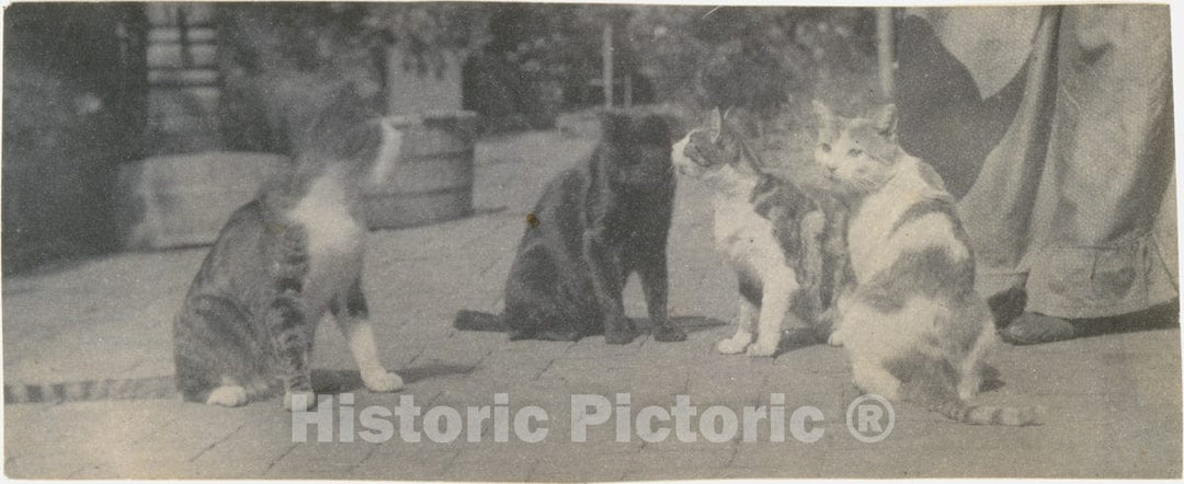 Photo Print : Thomas Eakins - Four Cats : Vintage Wall Art