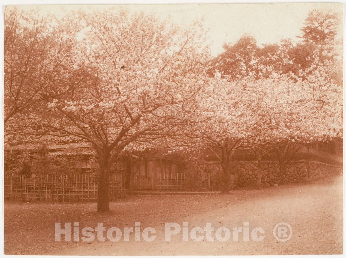 Photo Print : Adolf de Meyer - Grove of Cherry Trees : Vintage Wall Art