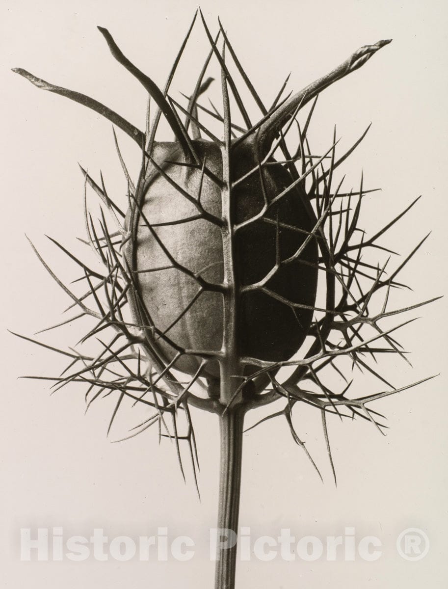 Photo Print : Karl Blossfeldt - Nigella Damascena Spinnenkopf : Vintage Wall Art