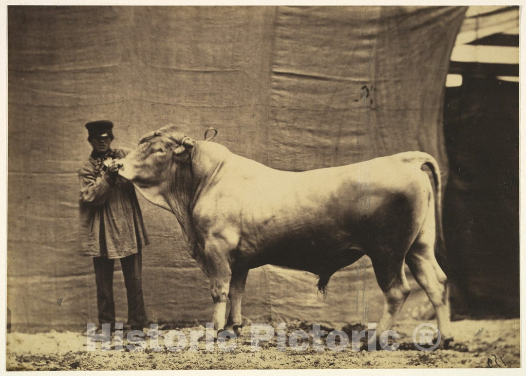 Photo Print : Adrien Tournachon - Bull from Glane, Canton of Fribourg : Vintage Wall Art