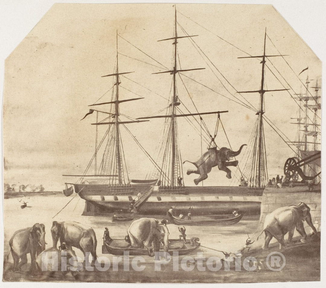 Photo Print : A Cargo of Seventy Elephants Landing from Burmah During The 1857 Mutiny : Vintage Wall Art