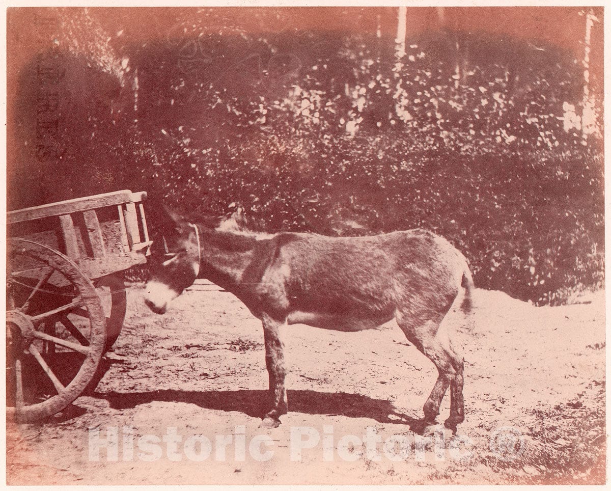 Photo Print : Ane attaché à une Charette : Vintage Wall Art