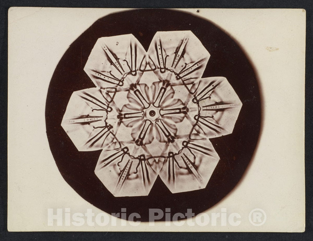 Photo Print : Wilson Alwyn Bentley - Snow Crystal 14 : Vintage Wall Art
