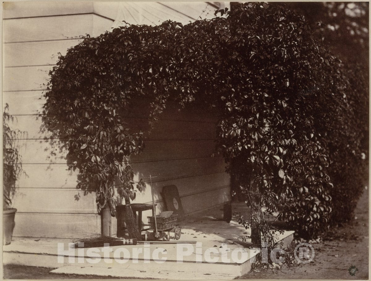Photo Print : Alfred Capel Cure - American Creeper, Blake House : Vintage Wall Art