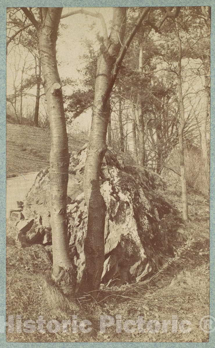 Photo Print : Tree Study : Vintage Wall Art