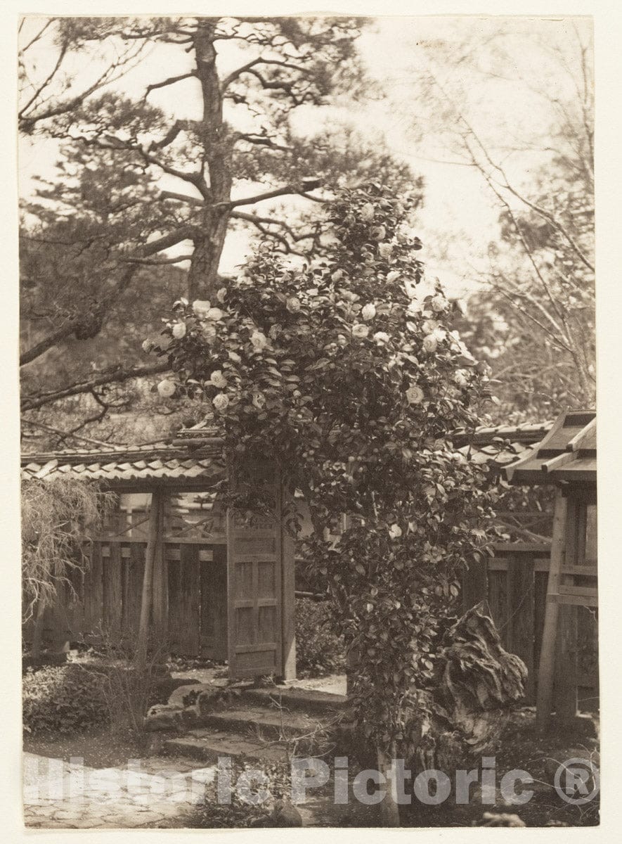 Photo Print : Adolf de Meyer - Tsubaki Tree, Garden, Japan : Vintage Wall Art