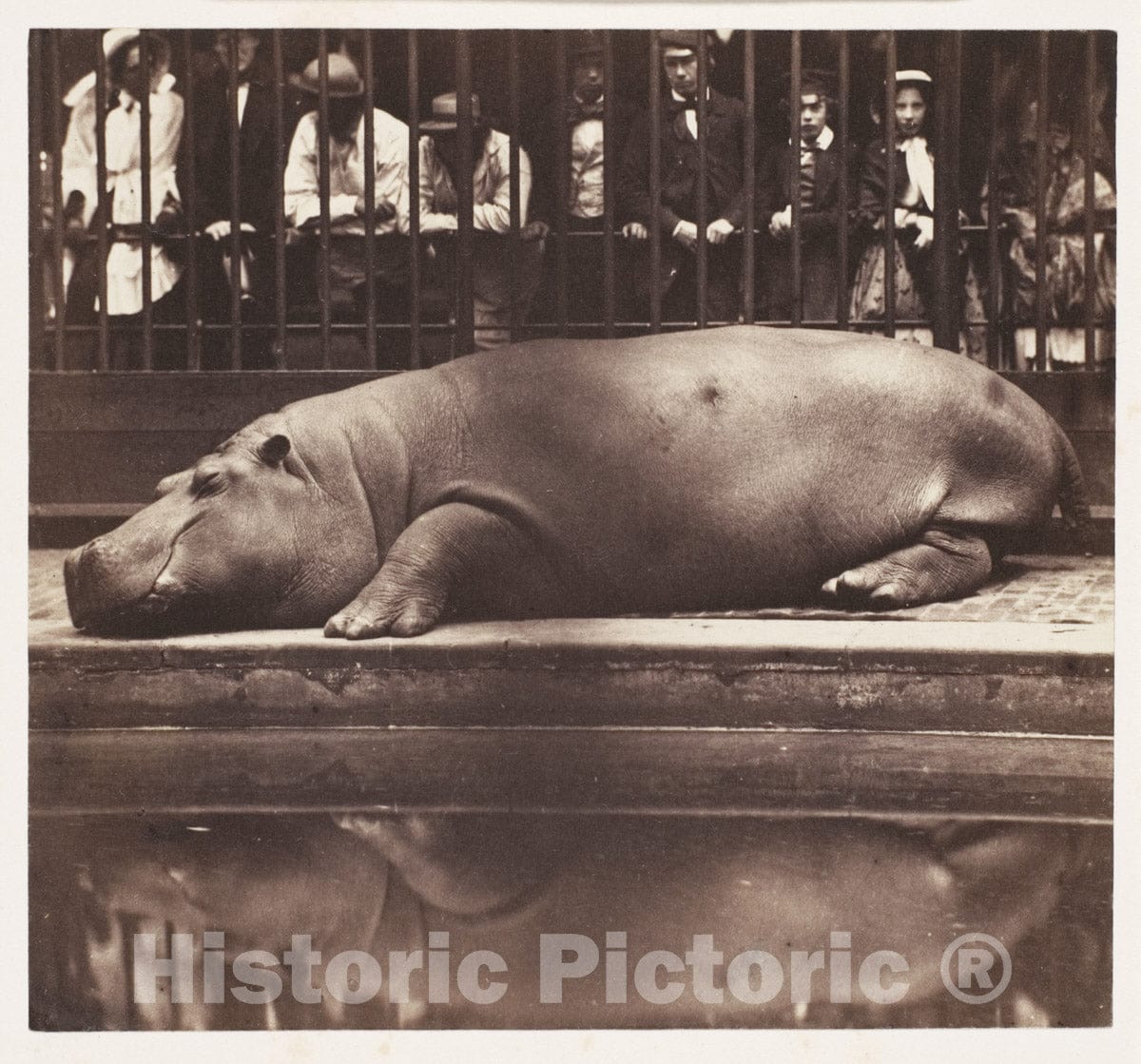 Photo Print : de Borbón, Juan - The Hippopotamus at The Zoological Gardens, Regent's Park : Vintage Wall Art