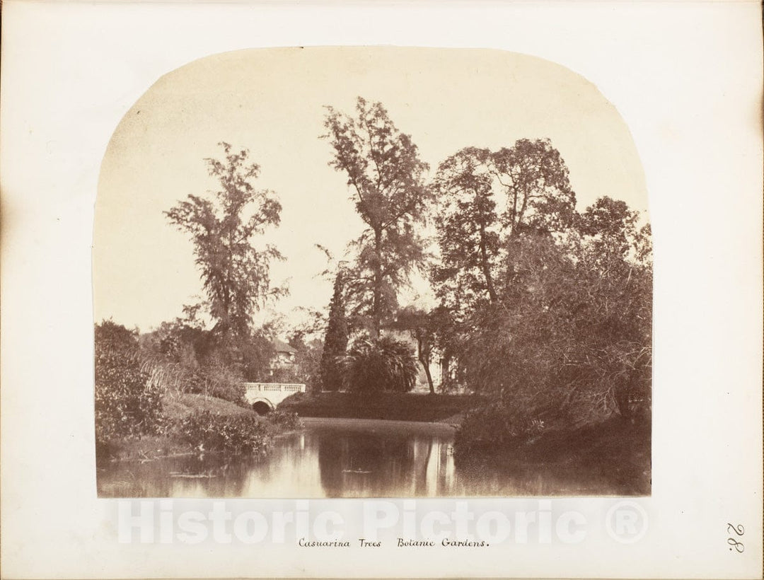 Photo Print : Casuarina Trees, Botanic Gardens, Calcutta : Vintage Wall Art