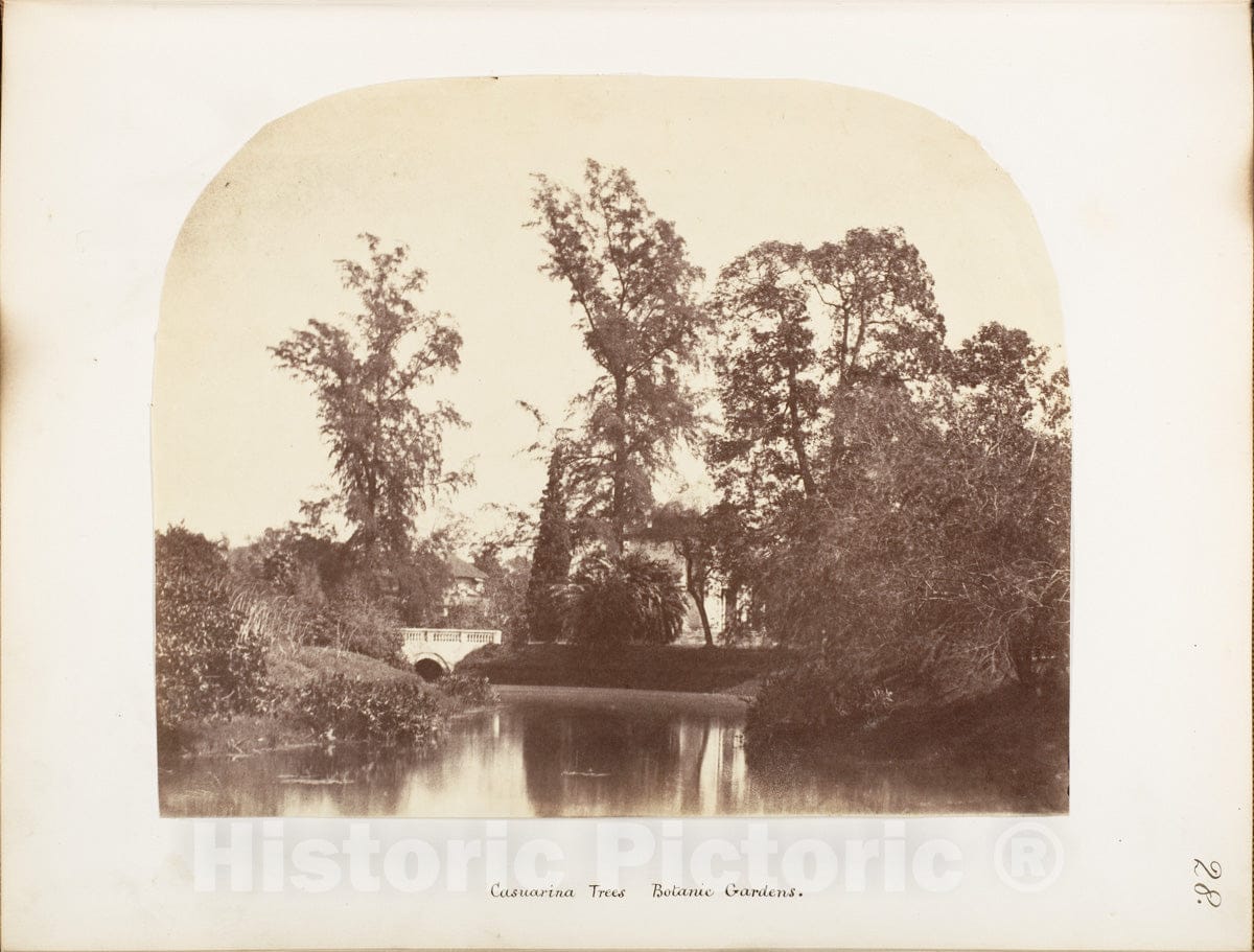 Photo Print : Casuarina Trees, Botanic Gardens, Calcutta : Vintage Wall Art