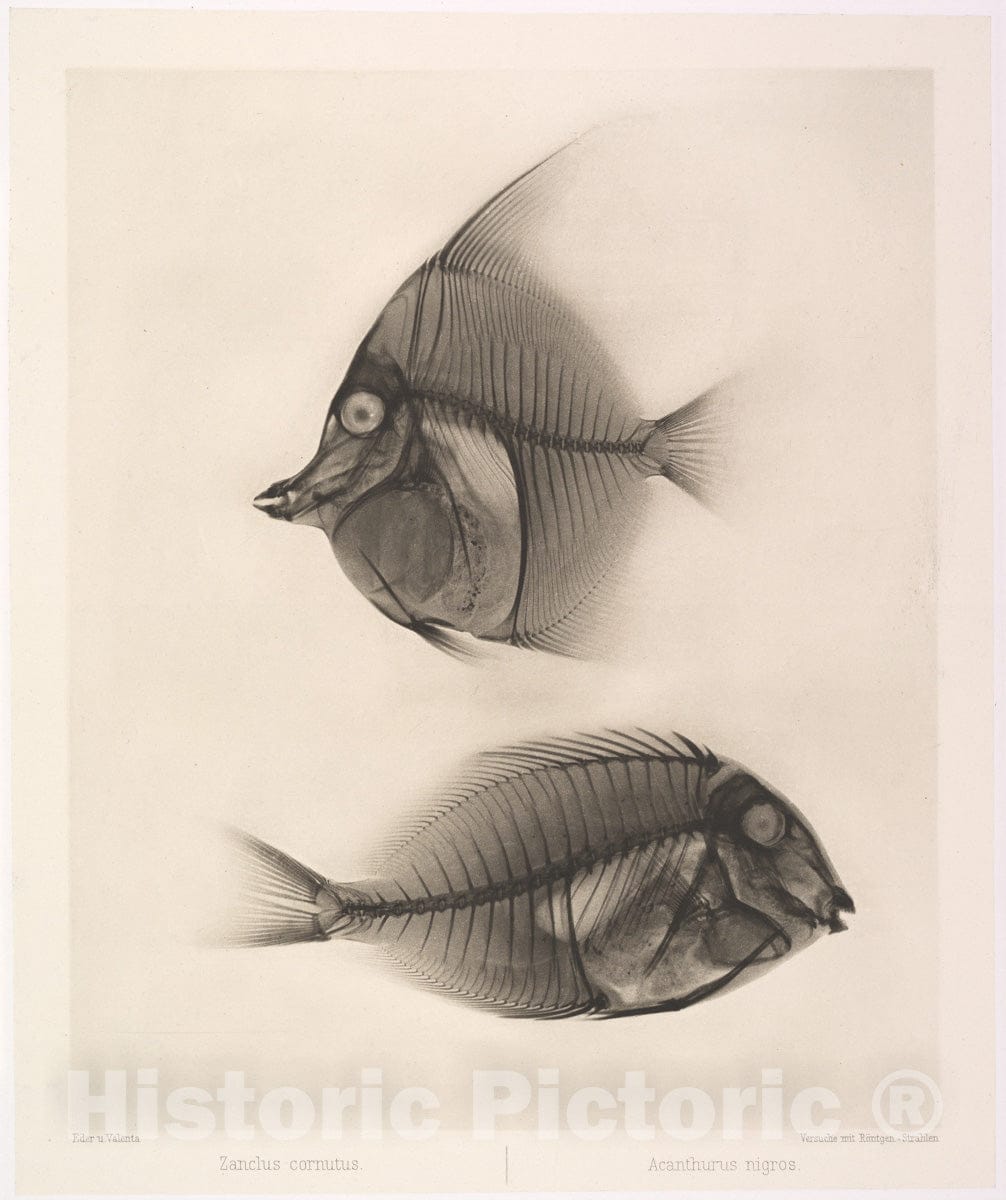 Art Print : Josef Maria Eder - Zanclus cornutus/Acanthurus nigros : Vintage Wall Art