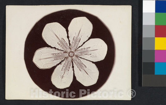 Photo Print : Wilson Alwyn Bentley - Snow Crystal - 407341 : Vintage Wall Art