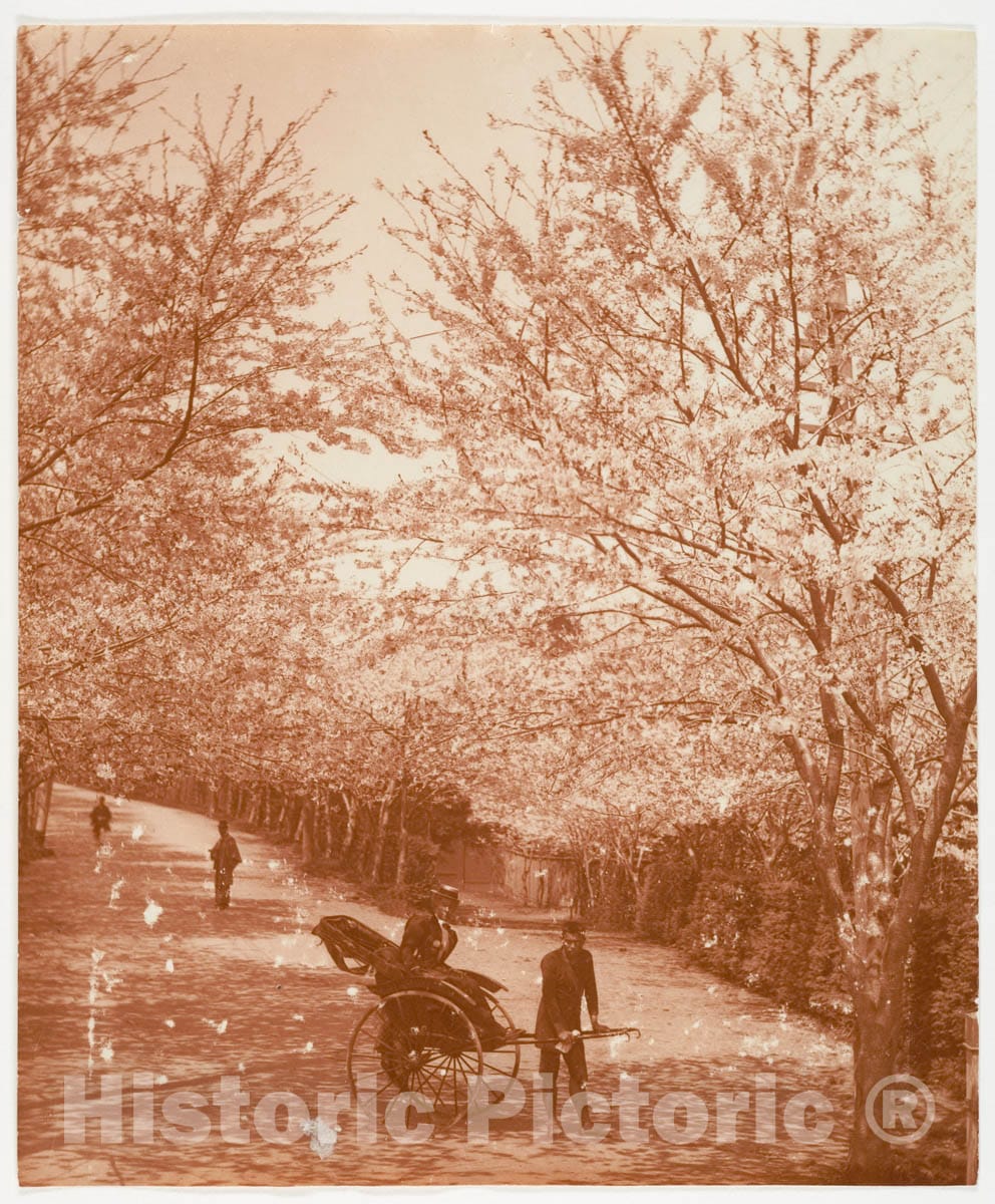 Photo Print : Adolf de Meyer - Street Lined with Cherry Trees, Woman in Rickshaw : Vintage Wall Art
