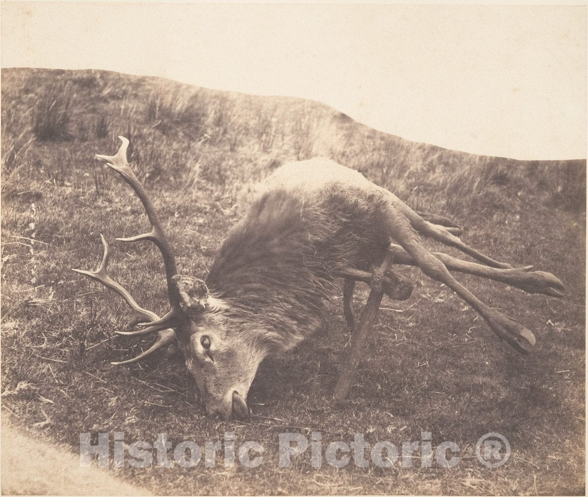 Photo Print : Horatio Ross - Stag Shot by Mrs. Ross : Vintage Wall Art