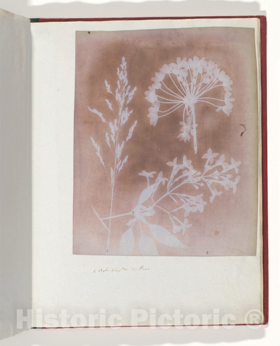 Photo Print : William Henry Fox Talbot - 1. Aglio. 2. Cestro. 3. POA. : Vintage Wall Art