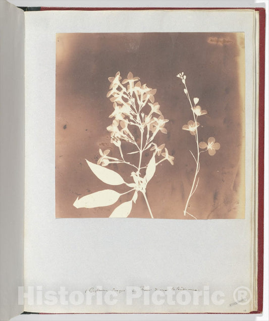 Photo Print : William Henry Fox Talbot - Heliophila : Vintage Wall Art