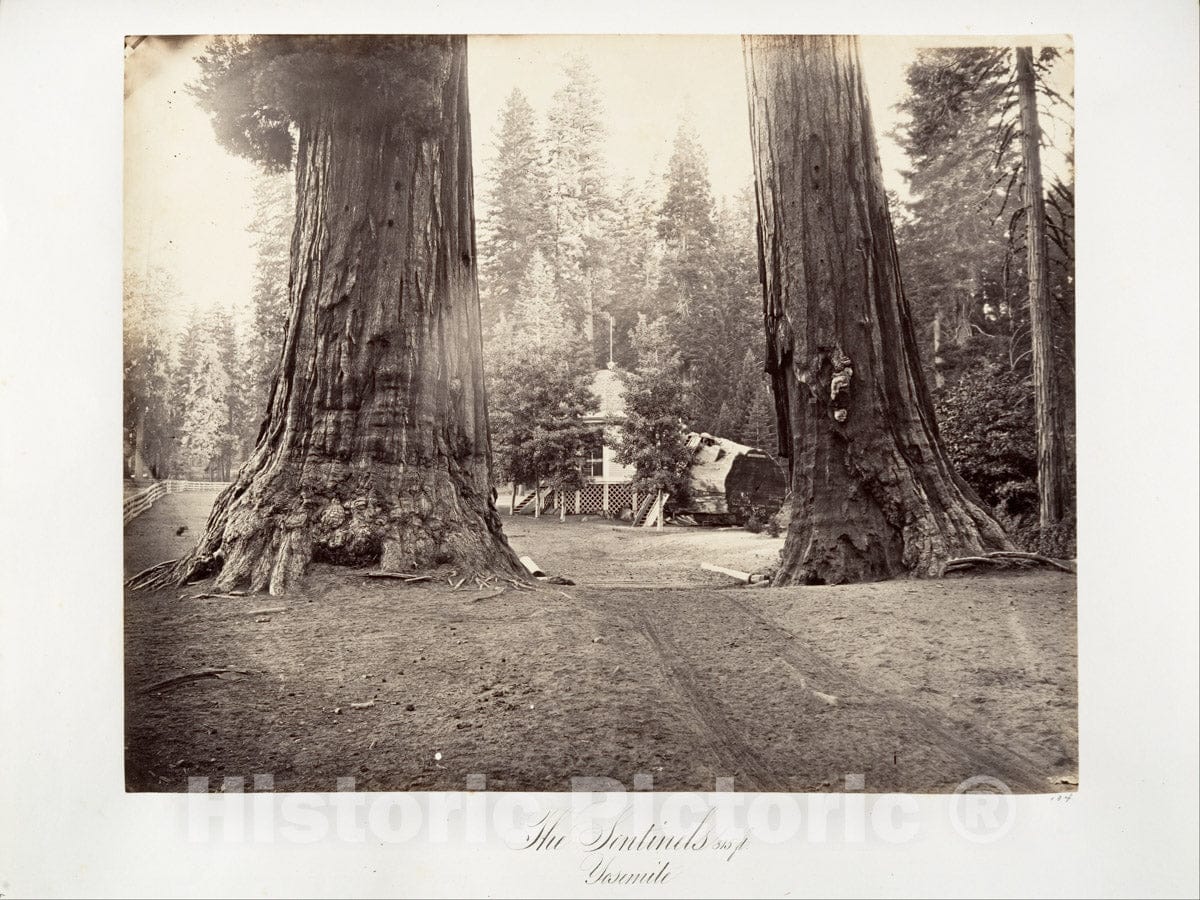 Photo Print : Carleton E. Watkins - The Sentinels, 315 feet, Yosemite : Vintage Wall Art