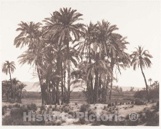 Photo Print : Félix Teynard - Karnak, Groupe de Dattiers Vu du Point A : Vintage Wall Art