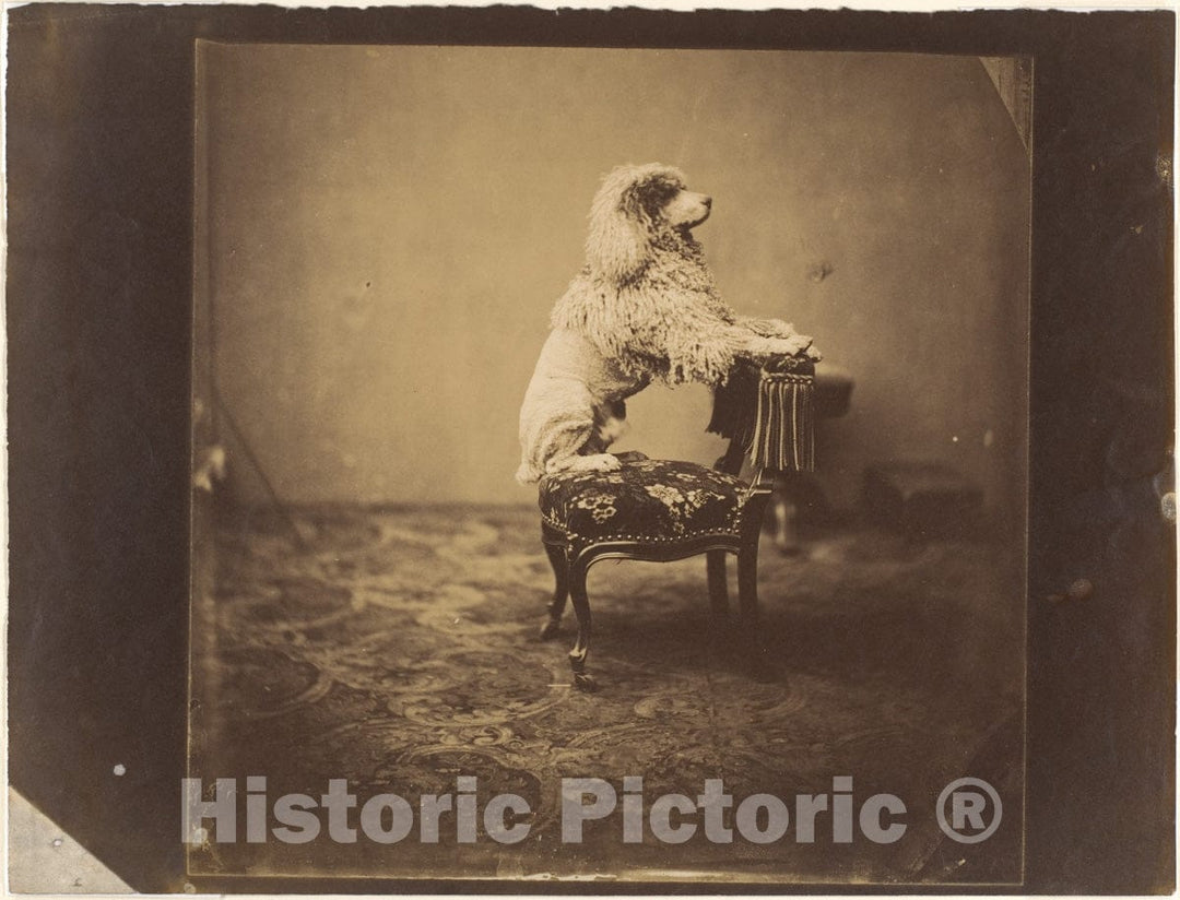 Photo Print : André-Adolphe-Eugène Disdéri - Empress Eugénie's Poodle : Vintage Wall Art